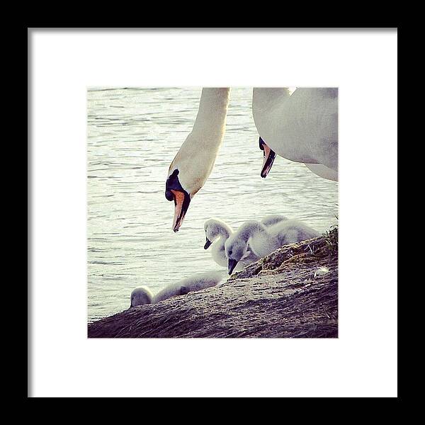 Instadaily Framed Print featuring the photograph On The Move #swans #babies #babyswans by Jessie Schafer