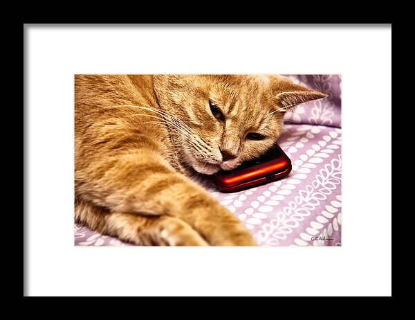 Pet Framed Print featuring the photograph On The Phone by Christopher Holmes