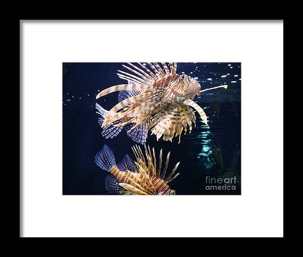 Lionfish Framed Print featuring the photograph On the Prowl by Vonda Lawson-Rosa