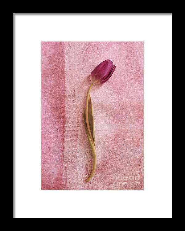 Tulip Framed Print featuring the photograph ONE - s02cr2t02b by Variance Collections