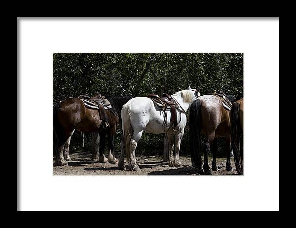 Trail Horses Framed Print featuring the photograph One White Trail Horse by Lorraine Devon Wilke