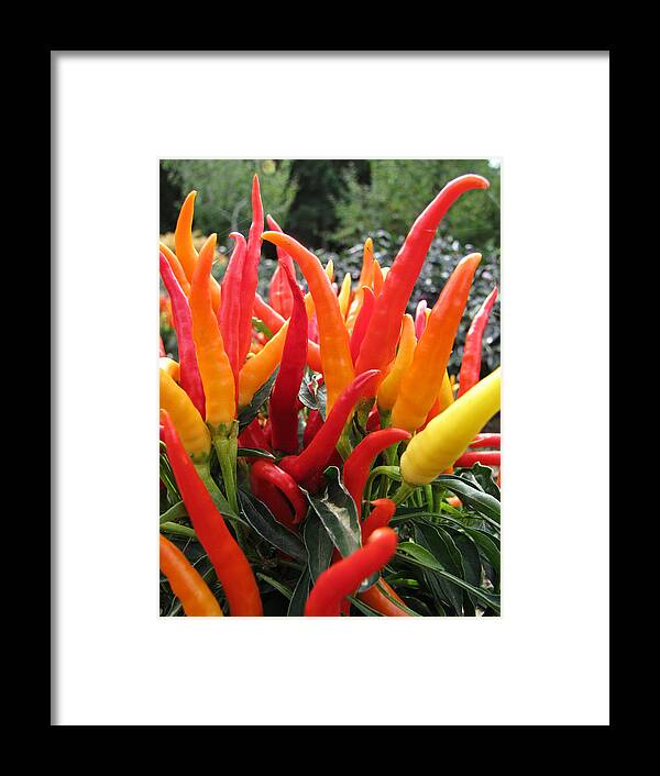 Peppers Framed Print featuring the photograph Only The Brave by Lora Fisher