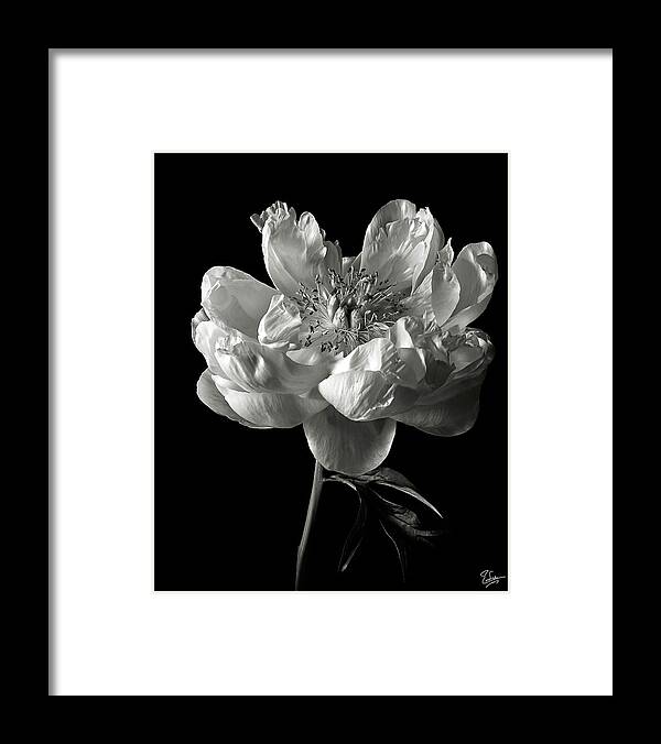 Flower Framed Print featuring the photograph Open Peony in Black and White by Endre Balogh