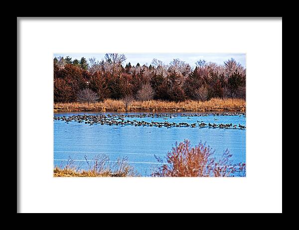 Canada Goose Framed Print featuring the photograph Open Water by Ed Peterson
