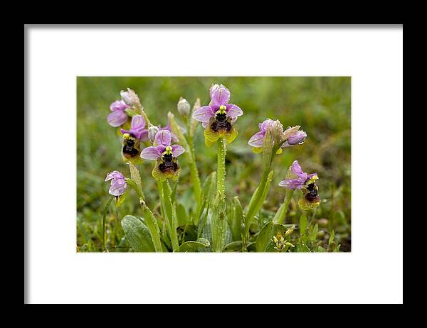 Ophrys Tenthredinifera Framed Print featuring the photograph Ophrys Tenthredinifera by Bob Gibbons