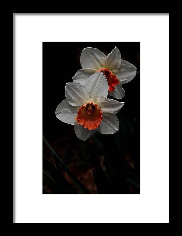 Nature Framed Print featuring the photograph Orange And White Daffodils - 5 by Robert Morin