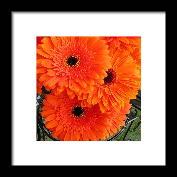 Flowers Framed Print featuring the photograph Orange Burst by Elvira Butler