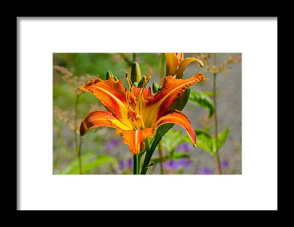 Red Framed Print featuring the photograph Orange Day Lily by Tikvah's Hope