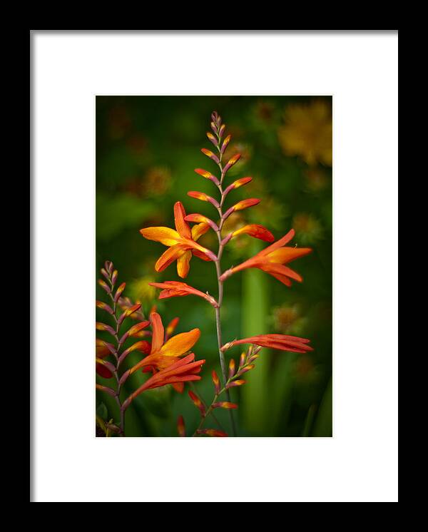 Flowers Framed Print featuring the photograph Orange Flowers by Craig Leaper