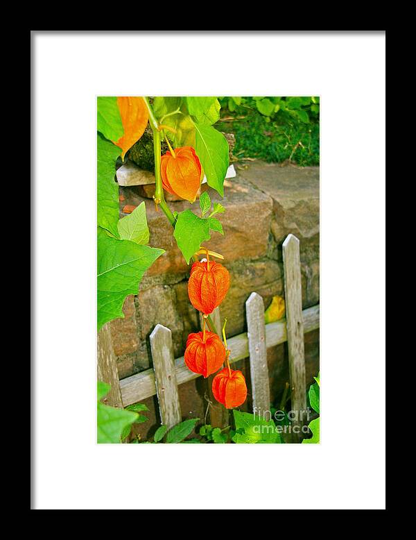 Vines Framed Print featuring the photograph Orange Lanterns by Joan McArthur