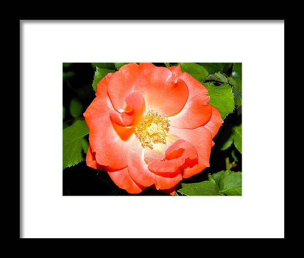 Orange Rose Canvas Prints Framed Print featuring the photograph Orange Rose by Ester McGuire