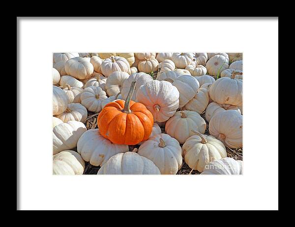 Pumpkin Framed Print featuring the photograph Orange Solo by Louise Peardon
