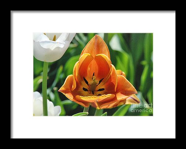 Tulip Framed Print featuring the photograph Orange Tulip by Mark McReynolds