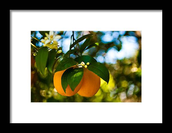 Oranges Framed Print featuring the photograph Oranges and Blossoms by Dorothy Cunningham