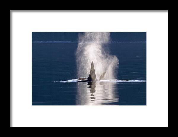 00999098 Framed Print featuring the photograph Orca Pair Spouting Southeast Alaska by Flip Nicklin