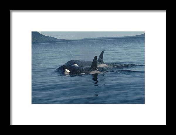 00079374 Framed Print featuring the photograph Orca Pair Surfacing British Columbia by Flip Nicklin