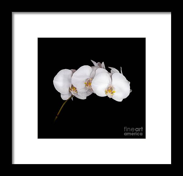 Flower Framed Print featuring the photograph Orchid 001 by Larry Carr