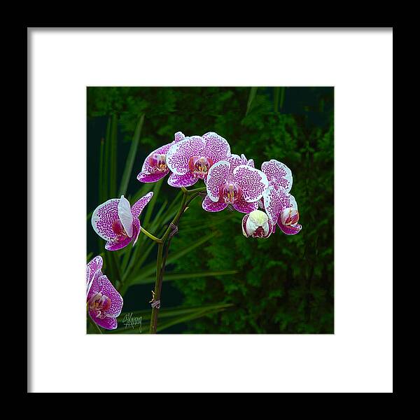 Orchid Framed Print featuring the photograph Orchid 2 by Stan Kwong
