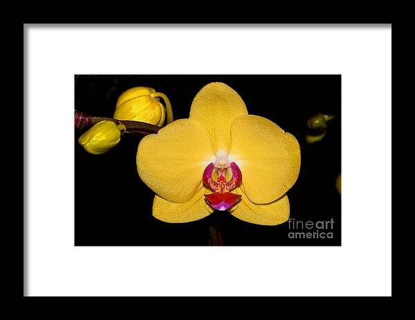 Orchid Framed Print featuring the photograph Orchid 24 by Terry Elniski