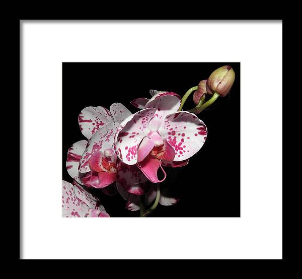 Orchid Framed Print featuring the photograph Orchid beauties by Kim Galluzzo
