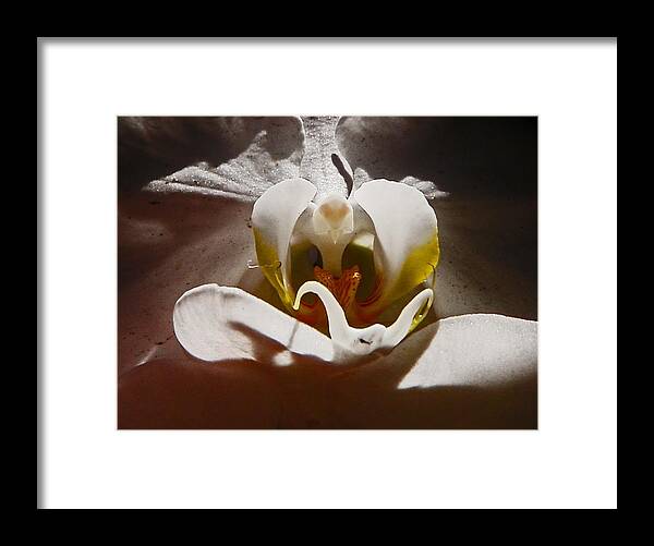 Orchids Framed Print featuring the photograph Orchid by Daniele Smith