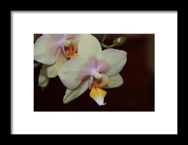 Art Framed Print featuring the photograph Orchid I by Kelly Hazel