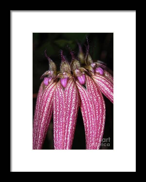 Rare Framed Print featuring the photograph Orchid Macro 3 by Angela Murray