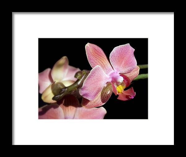 Orchid Framed Print featuring the photograph Orchid by Meir Ezrachi