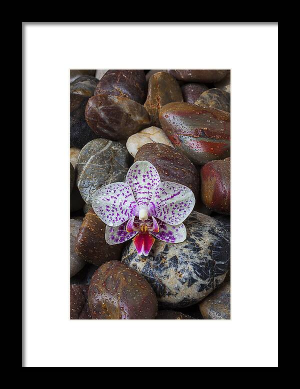 Orchid Framed Print featuring the photograph Orchid on wet rocks by Garry Gay