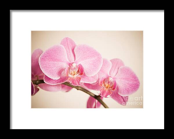 Asia Framed Print featuring the photograph Orchid Pastel by Hannes Cmarits