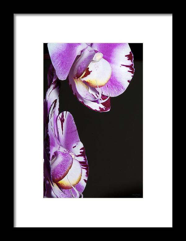 Orchid Framed Print featuring the photograph Orchid Stem by Phyllis Denton