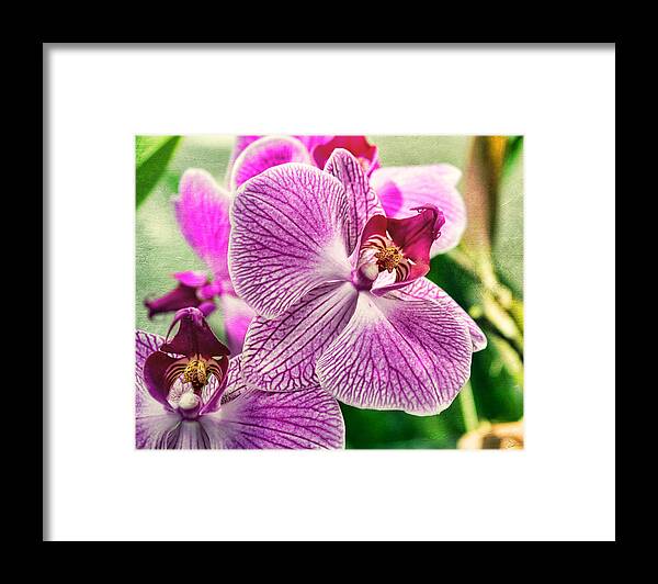 Orchid Framed Print featuring the photograph Orchid Textures by Peter Chilelli