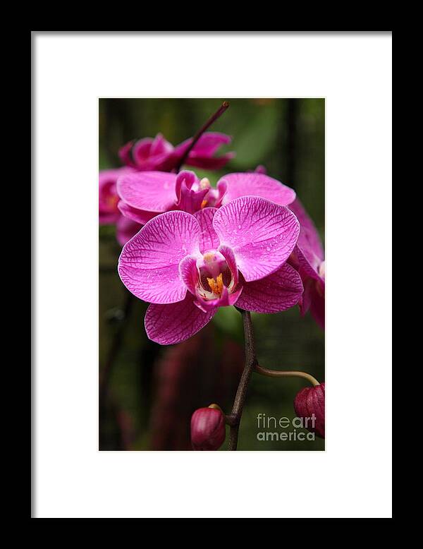 Pink Framed Print featuring the photograph Orchids by Milena Boeva