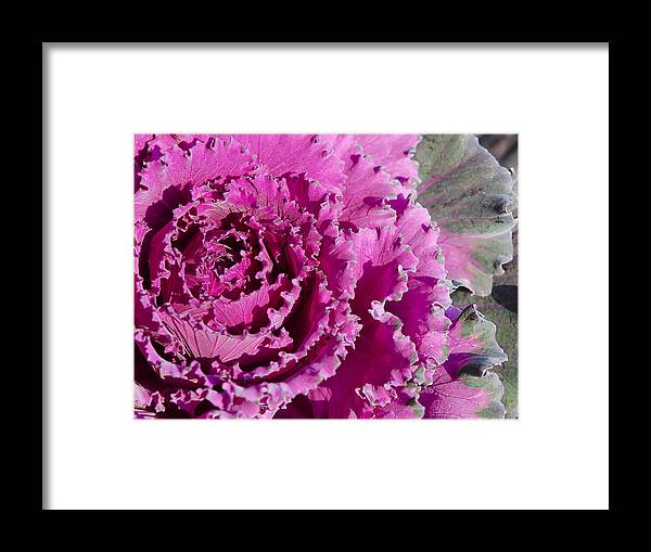 Plant Framed Print featuring the photograph Ornamental Kale by Mary Jane Armstrong