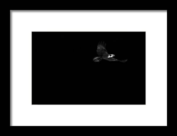 Bird Framed Print featuring the photograph Osprey by Joseph Noonan