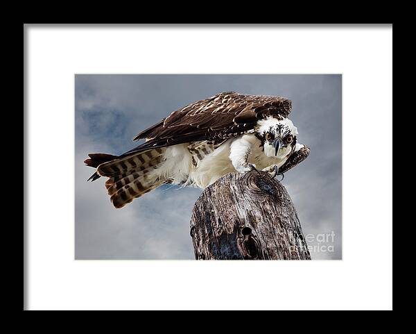 Osprey Framed Print featuring the photograph Osprey Stare by Dawna Moore Photography