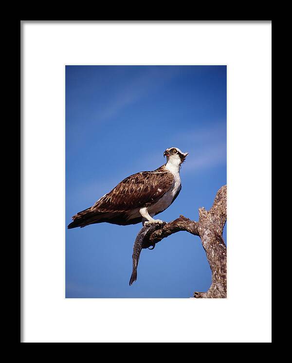 Osprey Framed Print featuring the photograph Osprey with fish by Bradford Martin