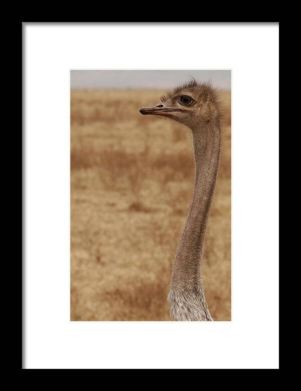 Ostrich Framed Print featuring the photograph Ostrich in the Wild by C Ribet