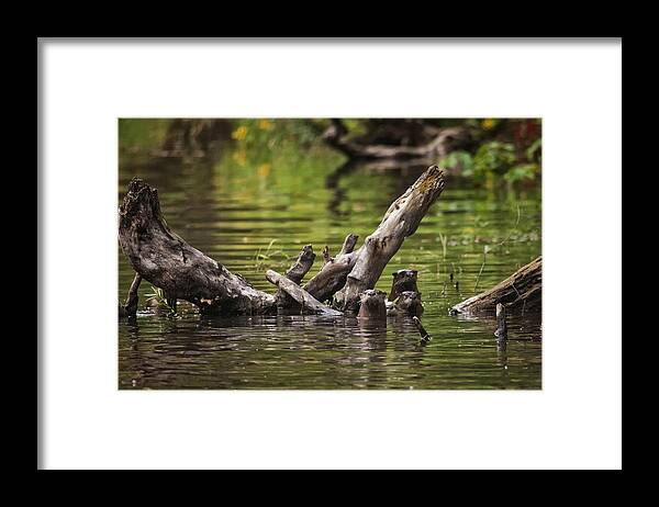 Otter Framed Print featuring the photograph Otter Family Portrait by Michael Dougherty