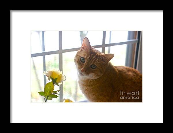 Orange Tabby Framed Print featuring the photograph Our New Princess by Byron Varvarigos