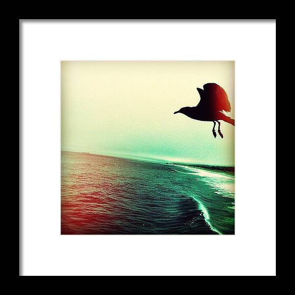 Southbayig Framed Print featuring the photograph Out Of No Where... #bird #nature #ocean by Tyler Rice