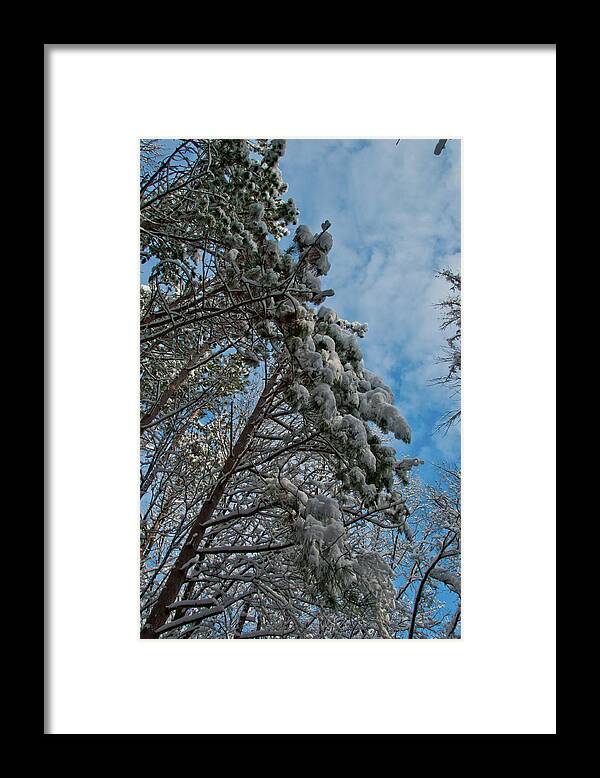 Tree Framed Print featuring the photograph Over My Head 3750 by Guy Whiteley