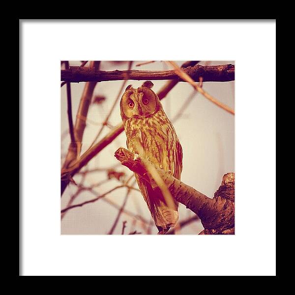 Owl Framed Print featuring the photograph Owl by Krum Zhikov