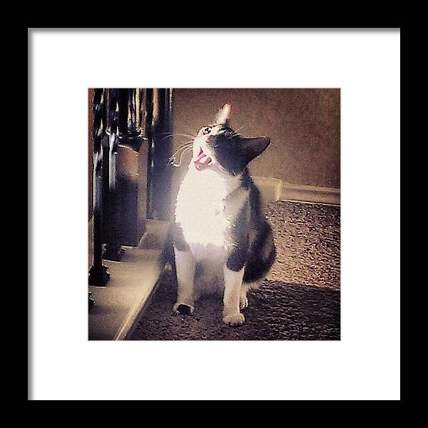 Cutecatsofinstagram Framed Print featuring the photograph own The Niiiight, Like The 4th Of by Jedi Fuser