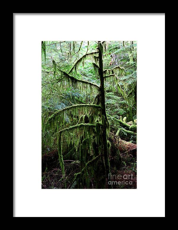Pacific Rim National Park Framed Print featuring the photograph Pacific Rim National Park 13 by Terry Elniski