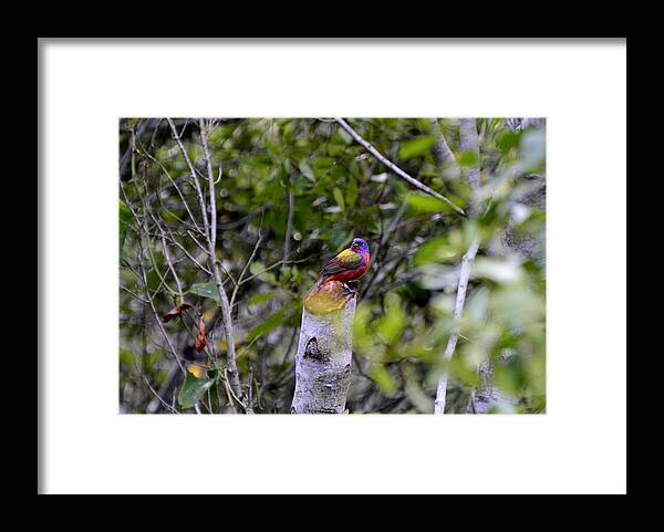 Birds. Buntings. Framed Print featuring the photograph Painted bunting by Bill Hosford