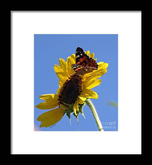 Painted Lady Framed Print featuring the photograph Painted lady on the Sunflower by Yumi Johnson