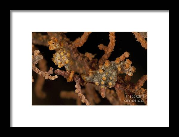 Macro Framed Print featuring the photograph Pair Of Yellow Pygmy Seahorse, North by Mathieu Meur