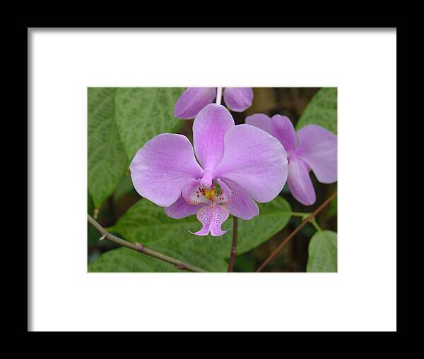 Orchid Framed Print featuring the photograph Pale Pink Orchid by Charles and Melisa Morrison