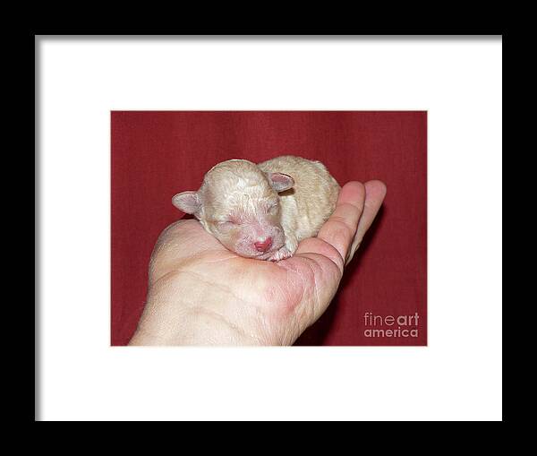 Puppy Framed Print featuring the photograph Palm Pup by Joy Tudor